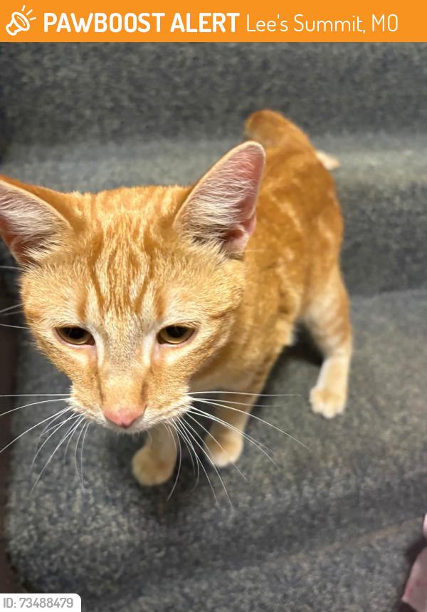 Surrendered Male Cat last seen Chipman, Lee's Summit, MO 64063