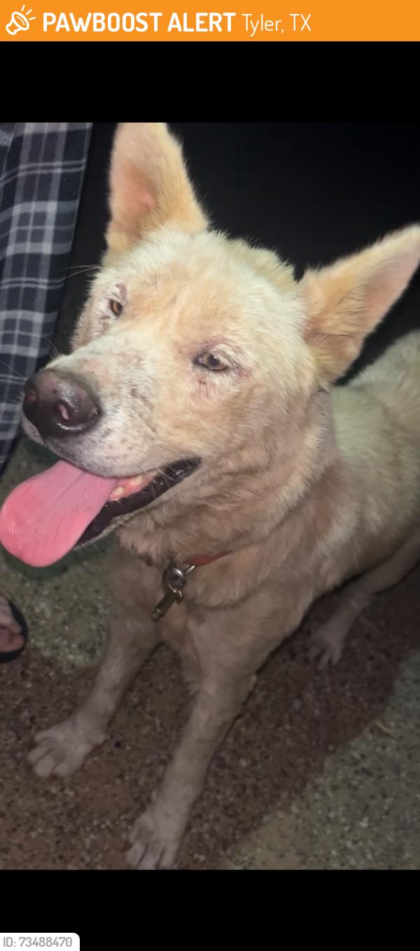 Found/Stray Unknown Dog last seen Pine springs Baptist church, Tyler, TX 75708