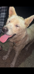 Found/Stray Unknown Dog last seen Pine springs Baptist church, Tyler, TX 75708
