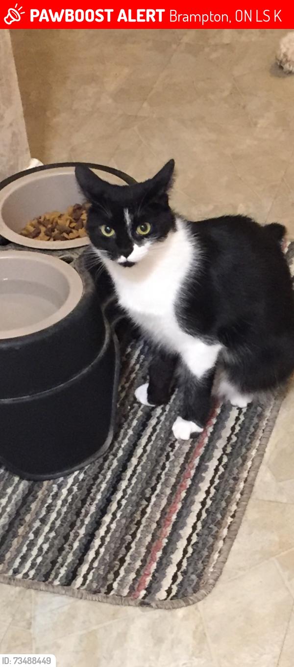 Lost Female Cat last seen Williams Parkway and Grenoble, Brampton, ON L6S 2K6