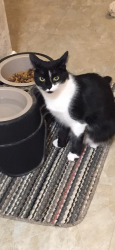 Lost Female Cat last seen Williams Parkway and Grenoble, Brampton, ON L6S 2K6