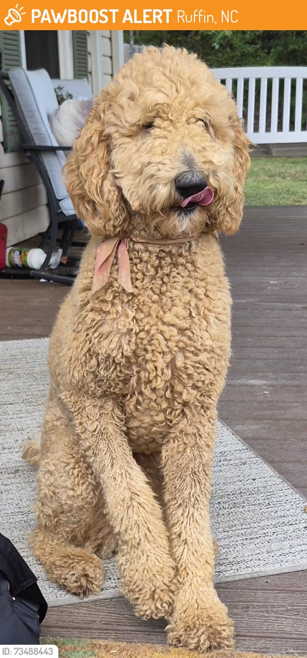 Found/Stray Female Dog last seen Mount Carmel Church, Oregon hill, Ruffin, NC 27326
