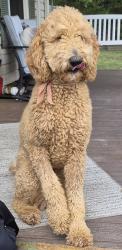 Found/Stray Female Dog last seen Mount Carmel Church, Oregon hill, Ruffin, NC 27326