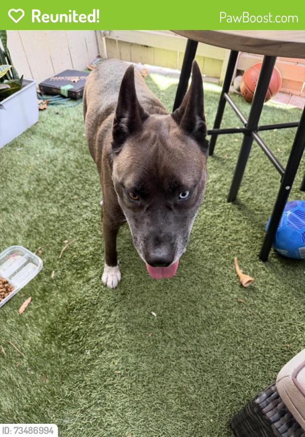 Reunited Male Dog last seen Central Park in Santa Clara, Santa Clara, CA 95055