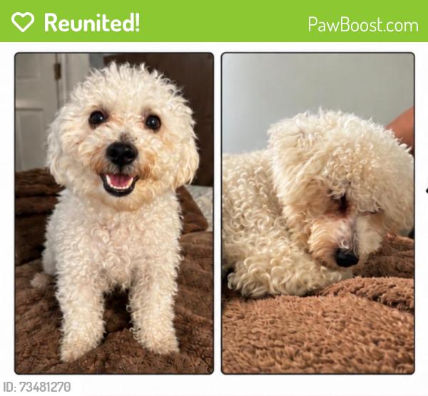 Reunited Female Dog last seen Chancellor Ave, Irvington, NJ 07111