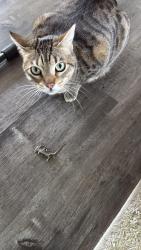 Reunited Female Cat last seen Near Jamie dr, Concord, CA 94518