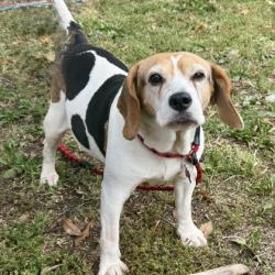 Shelter Stray Female Dog last seen , , CA, 1101 29th Ave, Oakland, CA 94601, USA