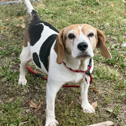 Shelter Stray Female Dog last seen , , CA, 1101 29th Ave, Oakland, CA 94601, USA