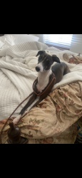 Reunited Male Dog last seen Brooklyn and 63rd, Kansas City, MO 64130