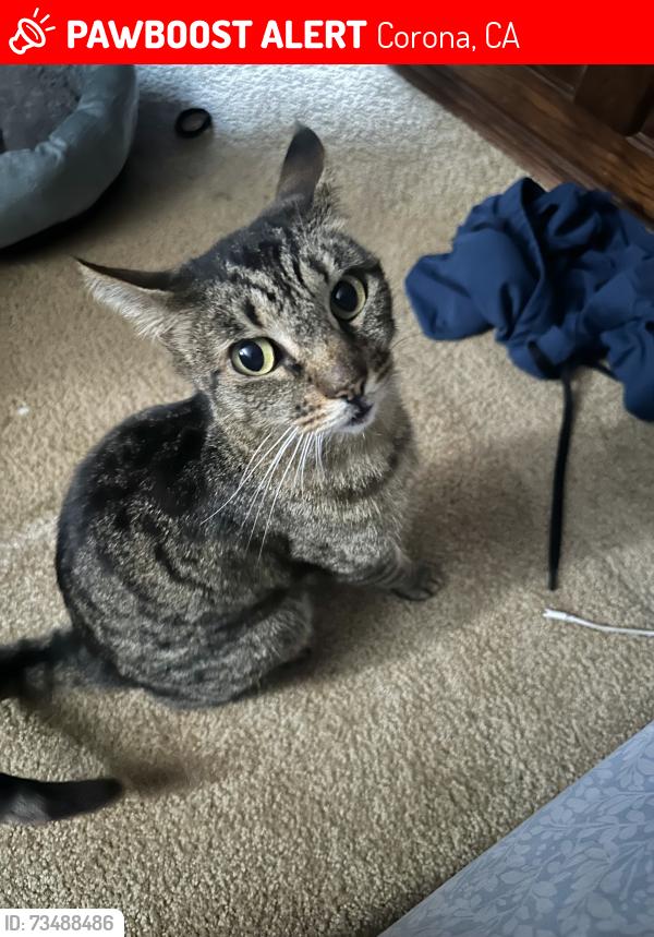 Lost Female Cat last seen Avenida del Vista, Via Santiago, Corona, CA 92882