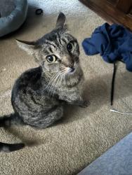 Lost Female Cat last seen Avenida del Vista, Via Santiago, Corona, CA 92882