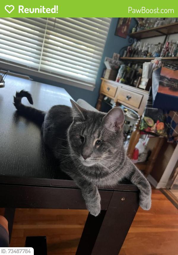 Reunited Male Cat last seen Sussex Rd, Mount Holly, NJ 08060