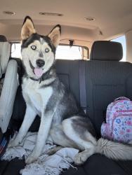 Reunited Male Dog last seen Sierra Hwy/Pearblossom hwy off 14 freeway, Palmdale, CA 93550