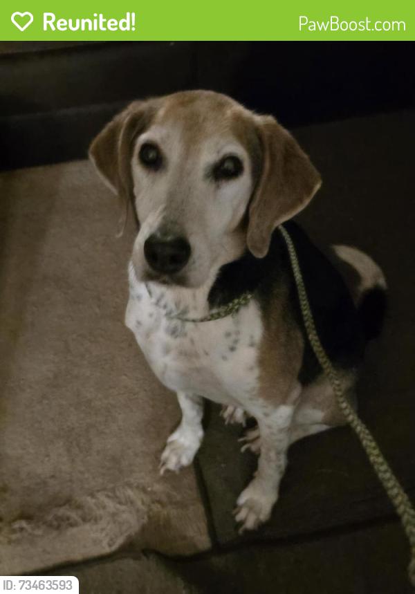 Reunited Male Dog last seen Pine Hall Rd & Oak Branch Lane, Walkertown, NC 27051