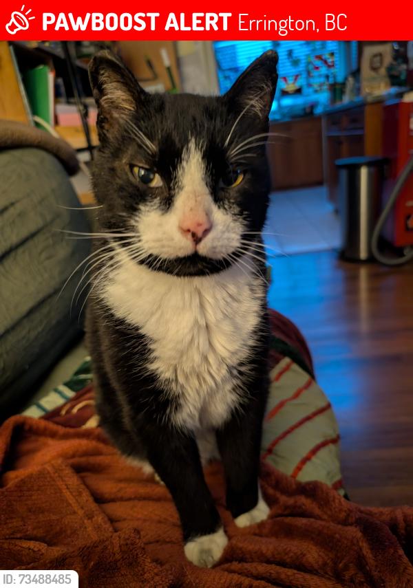 Lost Male Cat last seen Bowlby Road, Errington, BC 