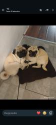 Lost Male Dog last seen Rittiman, San Antonio, TX 78218