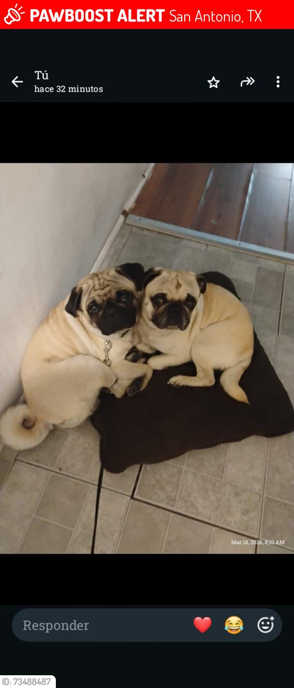 Lost Male Dog last seen Rittiman, San Antonio, TX 78218
