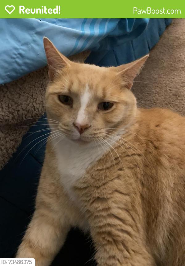 Reunited Male Cat last seen Ballenger Creek Pike, Rocky Mills Drive, Frederick County, MD 21703
