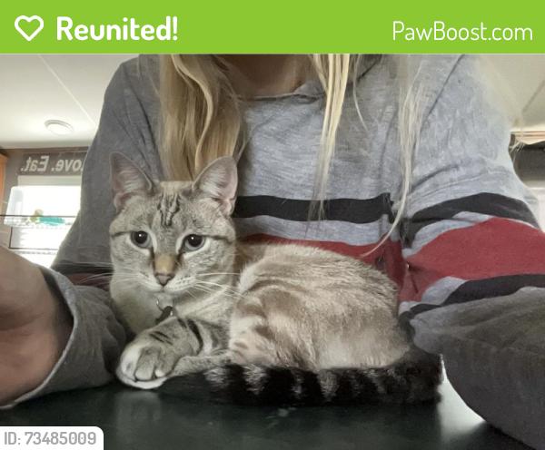 Reunited Female Cat last seen Christian light rd, Fuquay-Varina, NC 27526