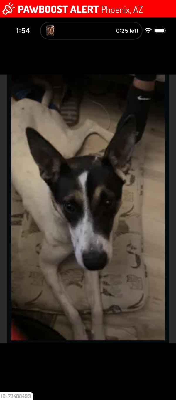 Lost Female Dog last seen 16th street and southern, Phoenix, AZ 85042