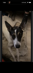 Lost Female Dog last seen 16th street and southern, Phoenix, AZ 85042