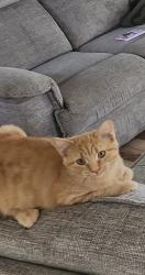 Lost Male Cat last seen Denison Rd and HACK Rd, York Township, MI 48160