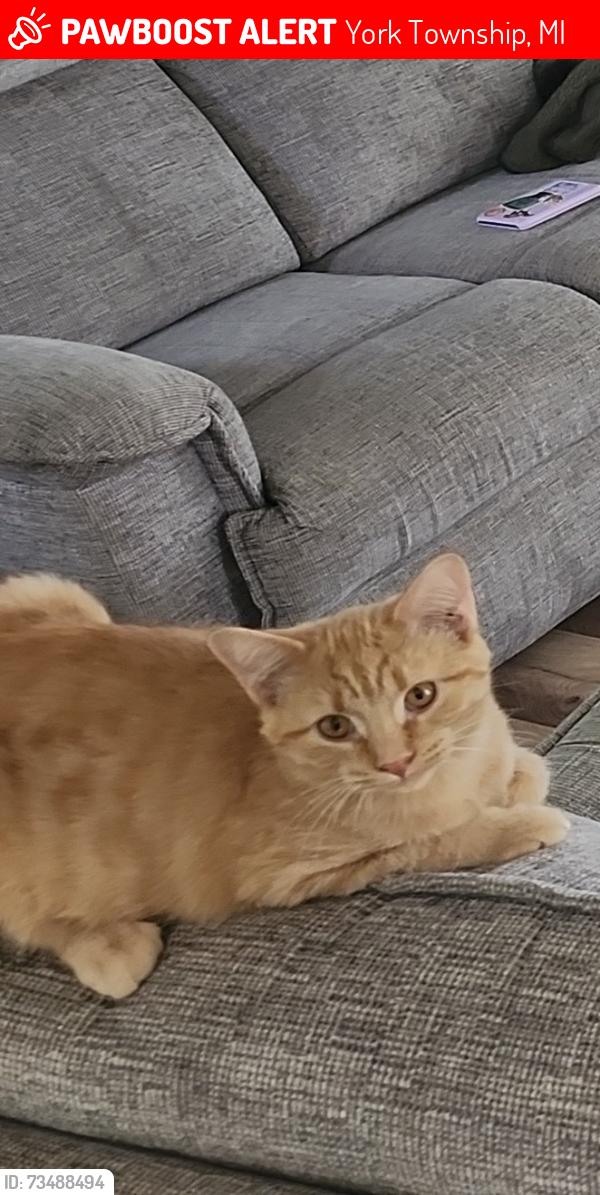 Lost Male Cat last seen Denison Rd and HACK Rd, York Township, MI 48160