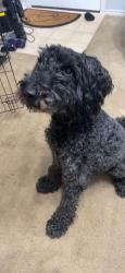 Reunited Male Dog last seen Abbey Rd, McKinney, TX 75072