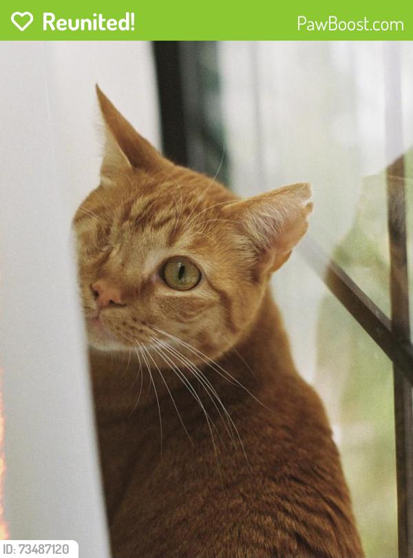 Reunited Male Cat last seen Near Bellevue Ave, Los Angeles, CA 90026, Los Angeles, CA 90026