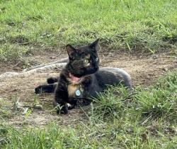 Reunited Female Cat last seen Highwater and Colina Dr, Villa Hills, KY 41017