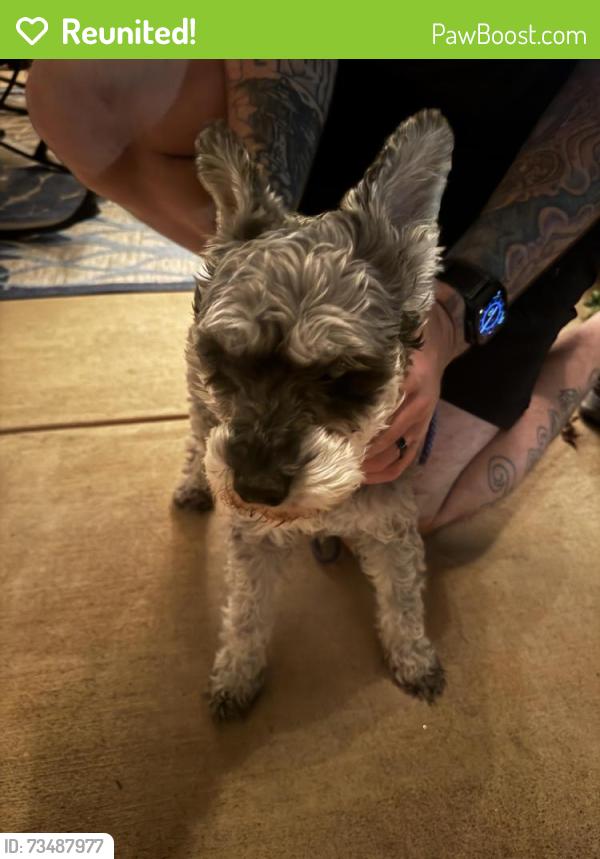 Reunited Unknown Dog last seen Strawflower Ln & Clover Hill, Manassas, VA 20110