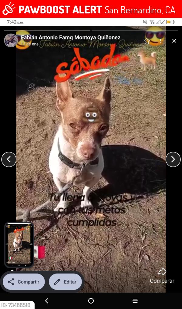 Lost Male Dog last seen San Bernardino California, San Bernardino, CA 92404