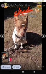 Lost Male Dog last seen San Bernardino California, San Bernardino, CA 92404