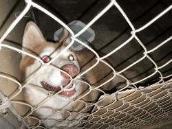 Found/Stray Unknown Dog last seen Felicita avenue, Escondido, CA 92029