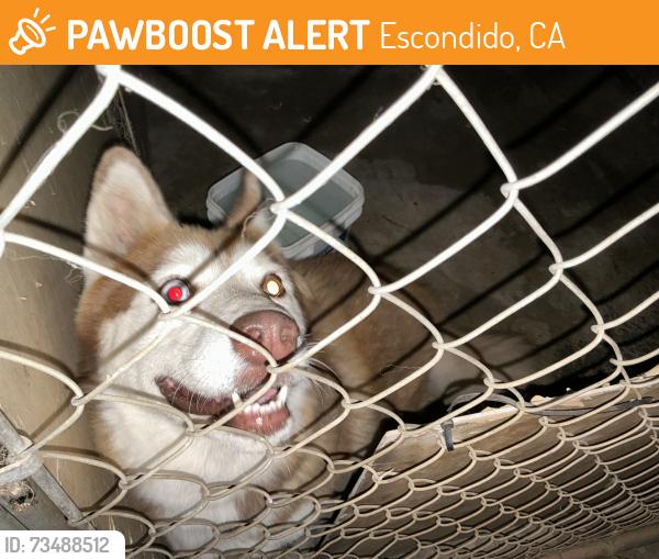 Found/Stray Unknown Dog last seen Felicita avenue, Escondido, CA 92029