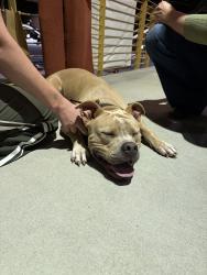 Reunited Male Dog last seen Pendleton St & Lois Ave (in the West Village), Greenville, SC 29609