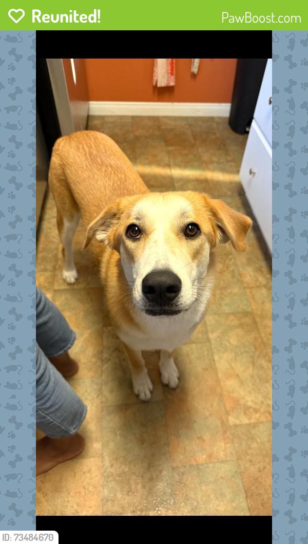 Reunited Female Dog last seen Yorktown and Main street, Huntington Beach, CA 92648