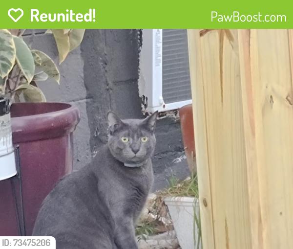 Reunited Male Cat last seen Eau Gallie Library, Melbourne, FL 32935