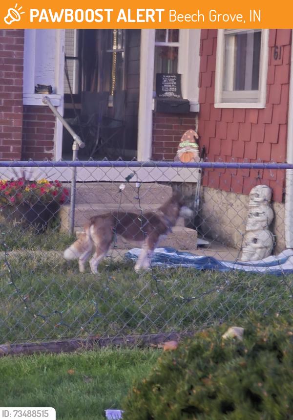 Found/Stray Unknown Dog last seen N. 3rd and Main, Beech Grove, IN 46107