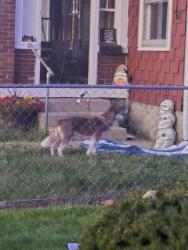 Found/Stray Unknown Dog last seen N. 3rd and Main, Beech Grove, IN 46107