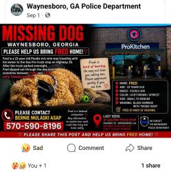 Lost Male Dog last seen Gas pro, Waynesboro, GA 30830