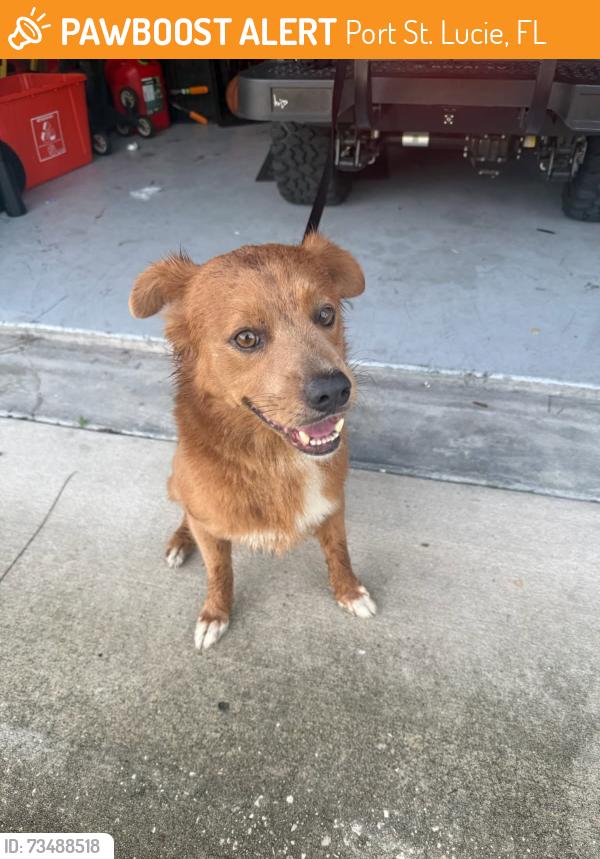 Found/Stray Male Dog last seen Darwin and Becker, Port St. Lucie, FL 34953