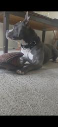 Lost Male Dog last seen Gonzalez, San Francisco, CA 94132