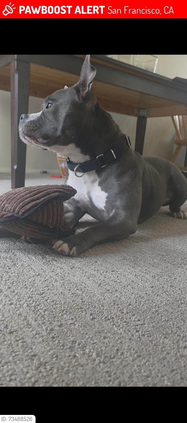 Lost Male Dog last seen Gonzalez, San Francisco, CA 94132