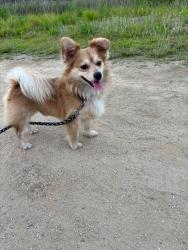 Lost Male Dog last seen Near S Crenshaw Blvd, Inglewood, CA 90303, Inglewood, CA 90303