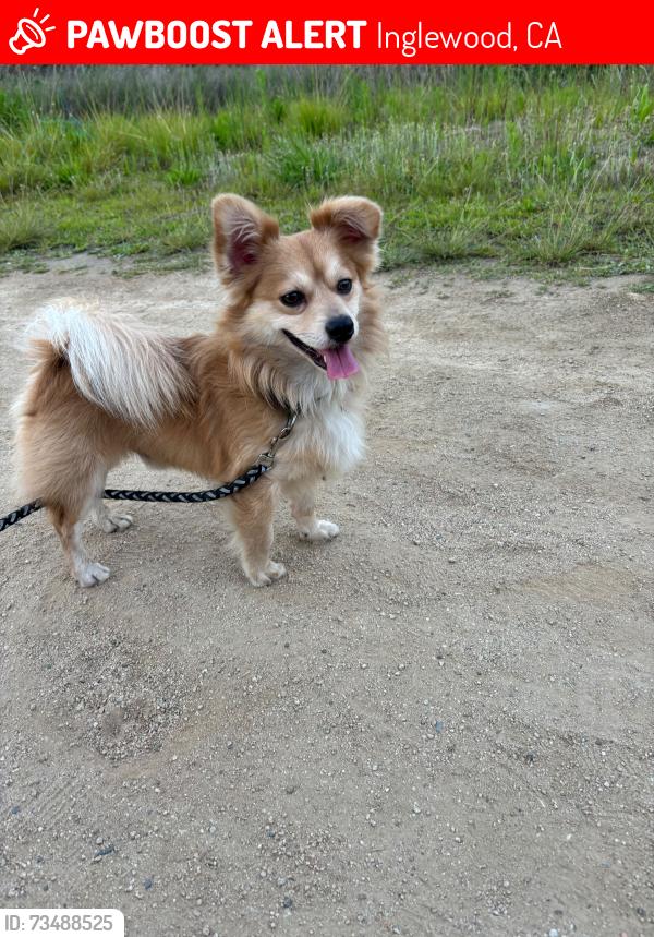 Lost Male Dog last seen Near S Crenshaw Blvd, Inglewood, CA 90303, Inglewood, CA 90303