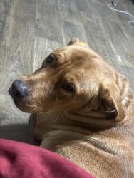 Found/Stray Male Dog last seen Lowdermilk st, Greensboro, NC 27401