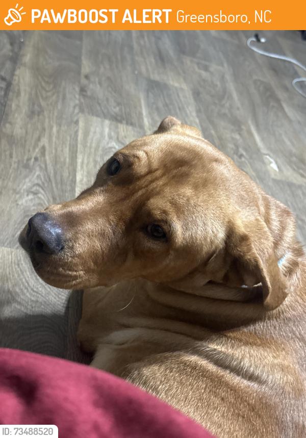 Found/Stray Male Dog last seen Lowdermilk st, Greensboro, NC 27401