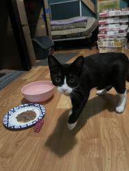 Reunited Female Cat last seen Entrance to Spanish Ranch Mobile Home Park and Pacheco Way gate south entrance, Hayward, CA 94544