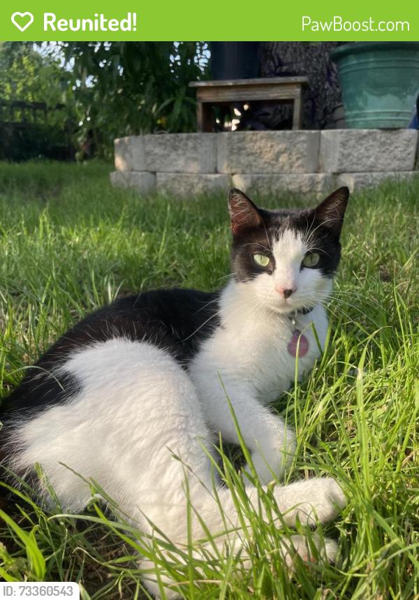 Reunited Female Cat last seen Near Crouch Elementary and Susan, Arlington, TX 76010